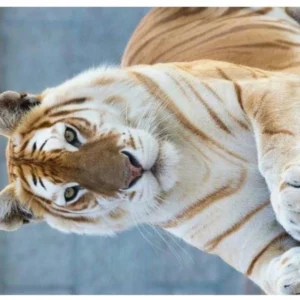 Mousepad Tigre branco (0301-3)